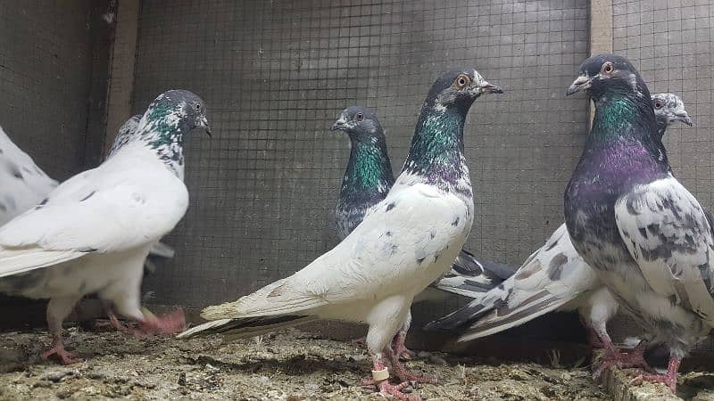 Taddi rampuri faqeergul pigeons for sale. 9