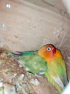 Love Birds (Breeding Pair) with Cage and Wooden Box