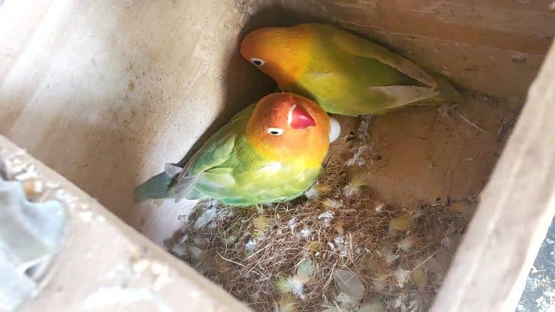 Love Birds (Breeding Pair) with Cage and Wooden Box 1