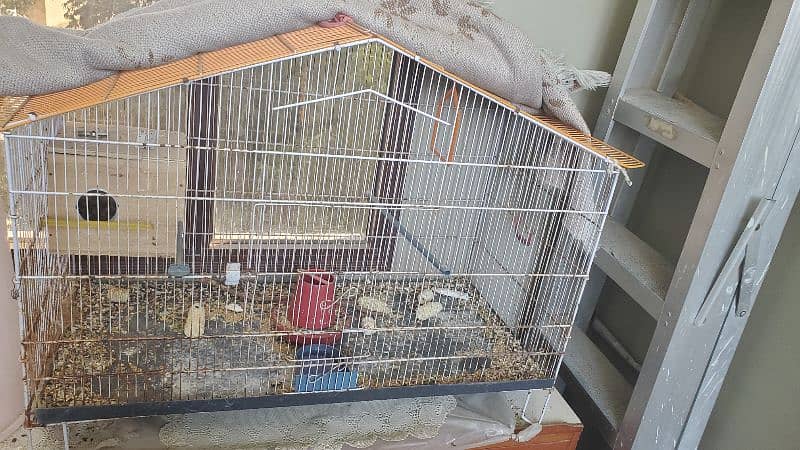 Love Birds (Breeding Pair) with Cage and Wooden Box 2