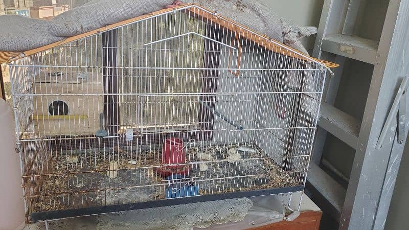 Love Birds (Breeding Pair) with Cage and Wooden Box 3