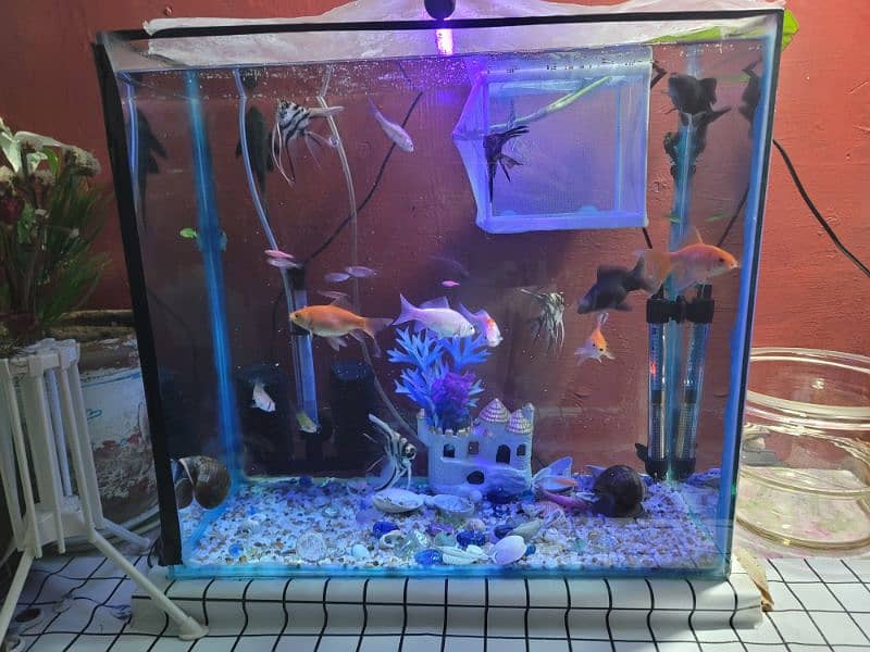 fish eqvarium full setup for sale. 1