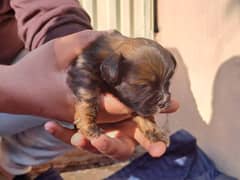 24 days old shihTzu puppies for sale