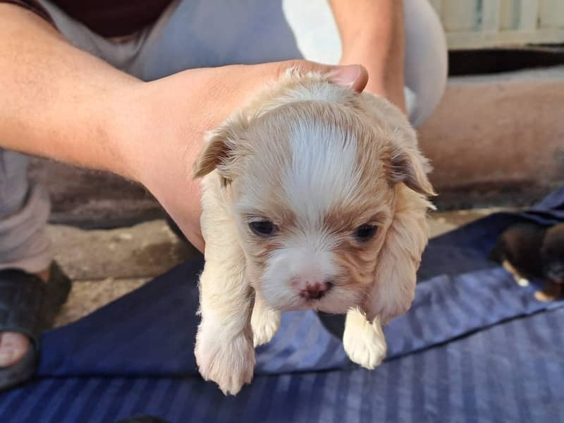 Top quality 24 days old shihTzu puppies available for sale 1