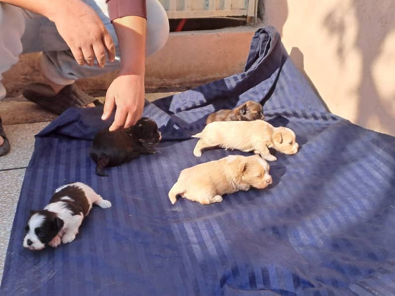 Top quality 24 days old shihTzu puppies available for sale 2