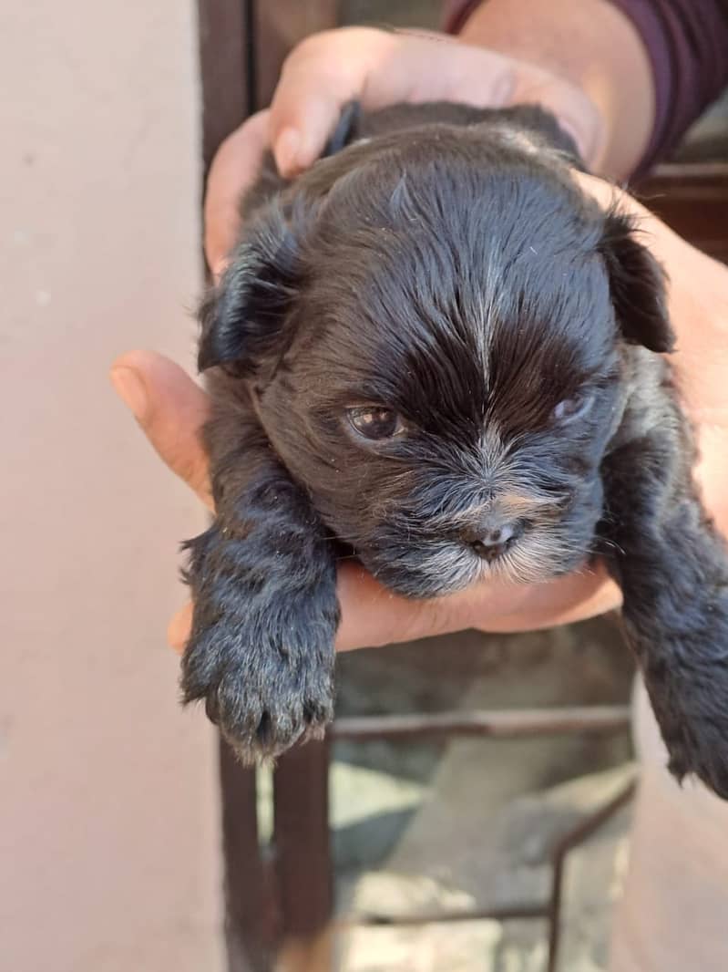 Top quality 24 days old shihTzu puppies available for sale 3