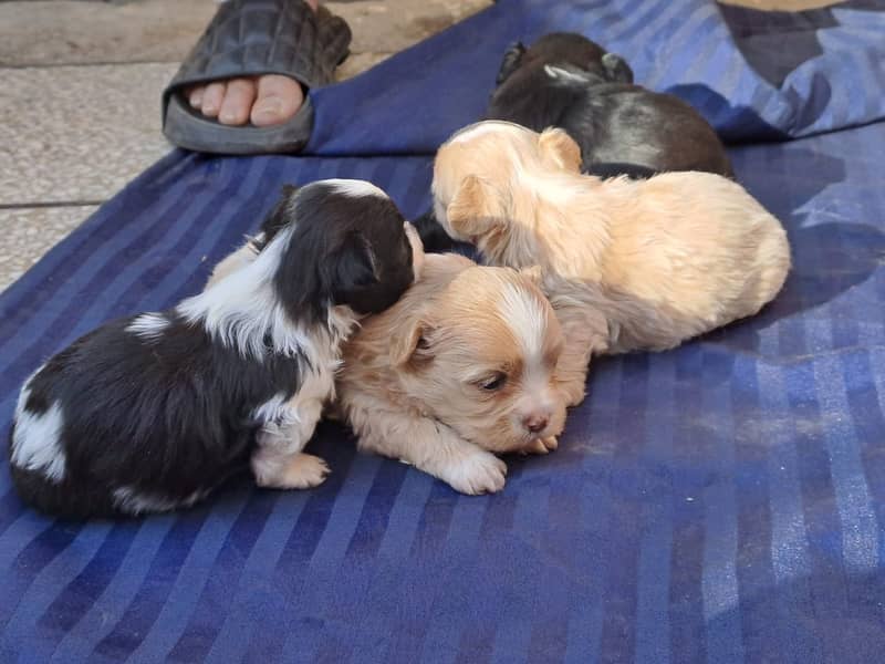 Top quality 24 days old shihTzu puppies available for sale 5