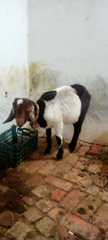 Desi goat for urgent sale 0