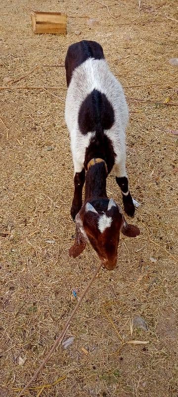 Desi goat for urgent sale 1