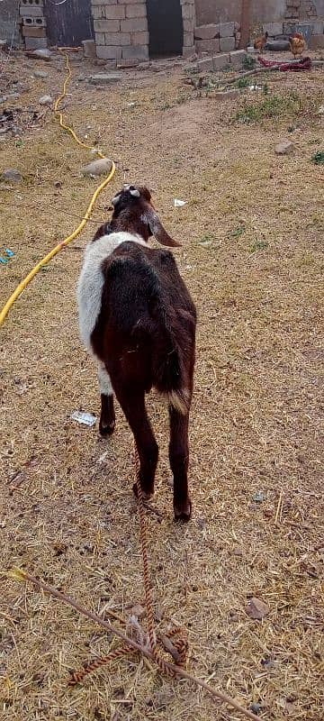 Desi goat for urgent sale 2