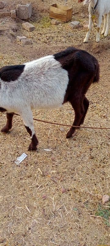 Desi goat for urgent sale 3