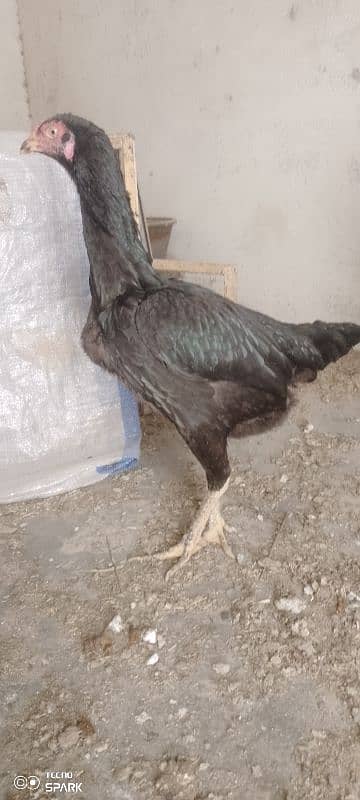 pure black Thai hens pair 1