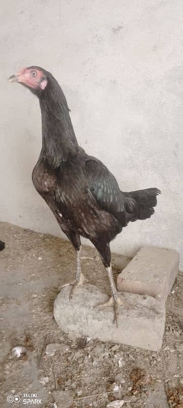 pure black Thai hens pair 3