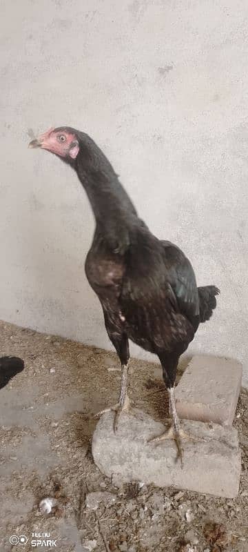 pure black Thai hens pair 4