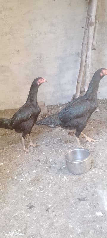 pure black Thai hens pair 6