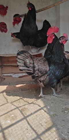 australorp pecook+hens per one pice rupees in 1800