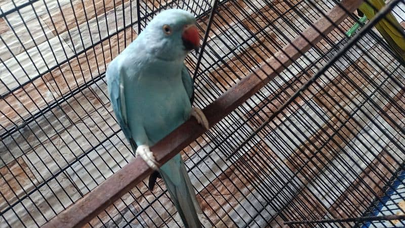 Blue ringneck female 0