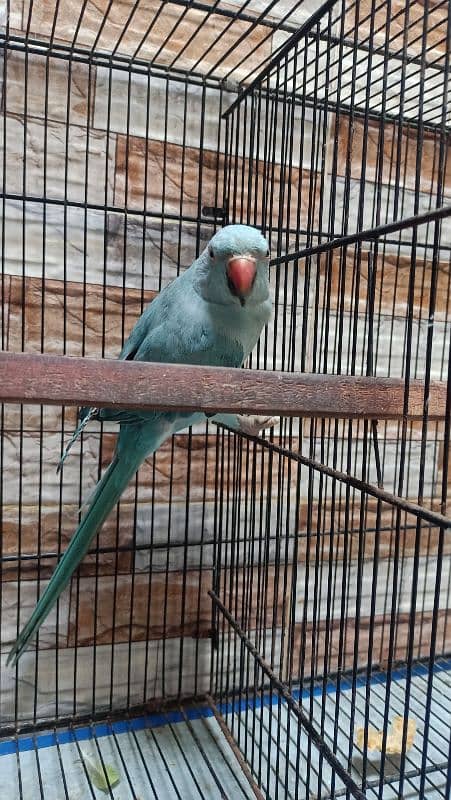 Blue ringneck female 1