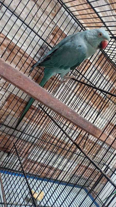 Blue ringneck female 3