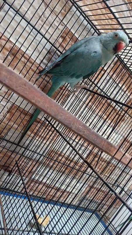 Blue ringneck female 4