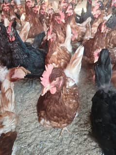 lohmann brown hens for sale