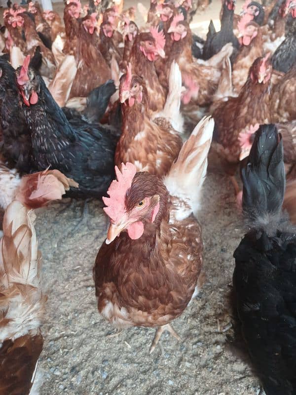 lohmann brown hens for sale 0