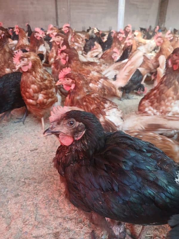 lohmann brown hens for sale 1