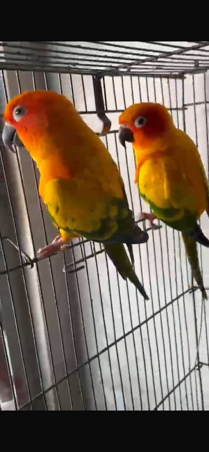 Sun conure adult pair ready for breed 0