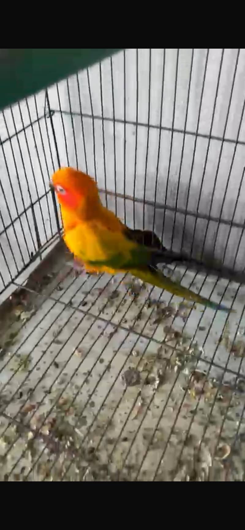 Sun conure adult pair ready for breed 1