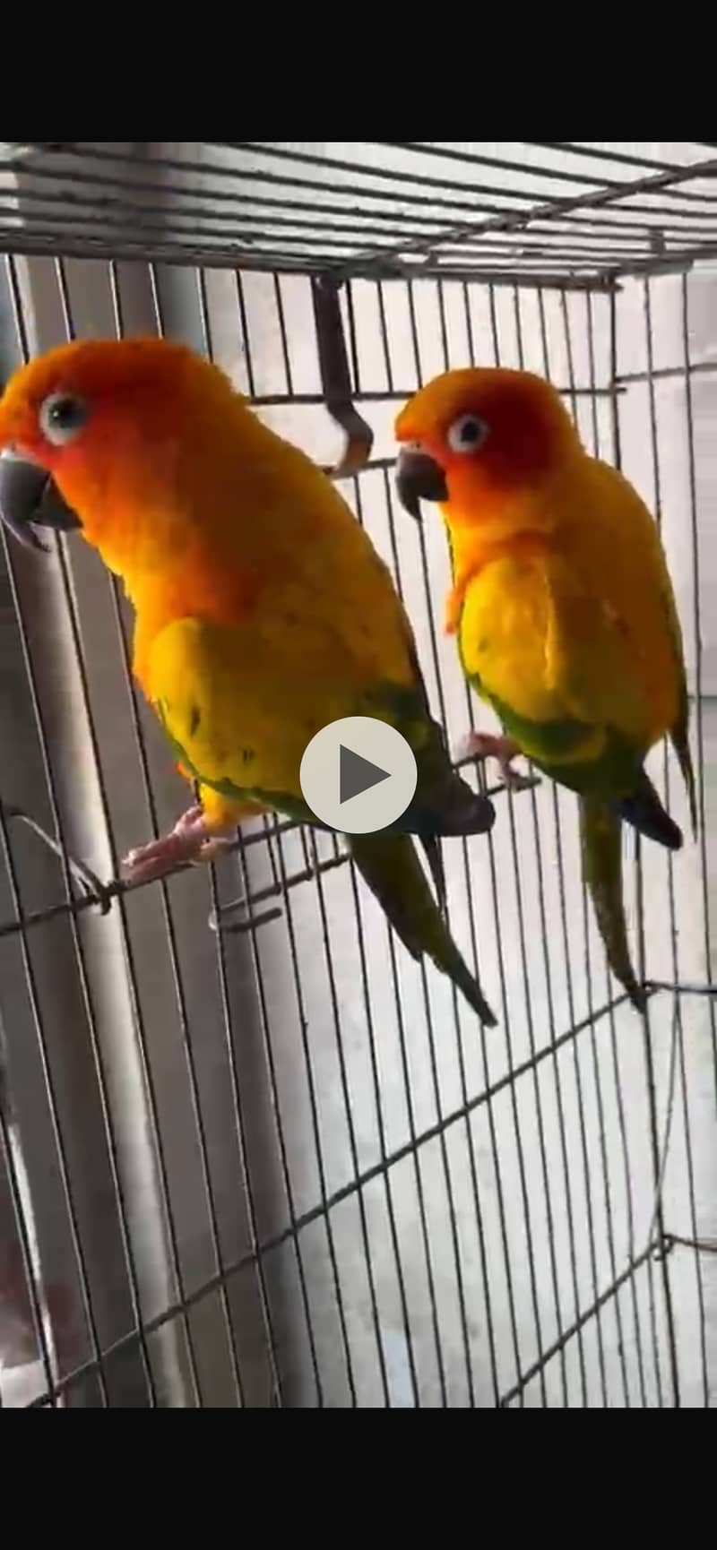 Sun conure adult pair ready for breed 3