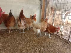 Golden Misri females egg laying