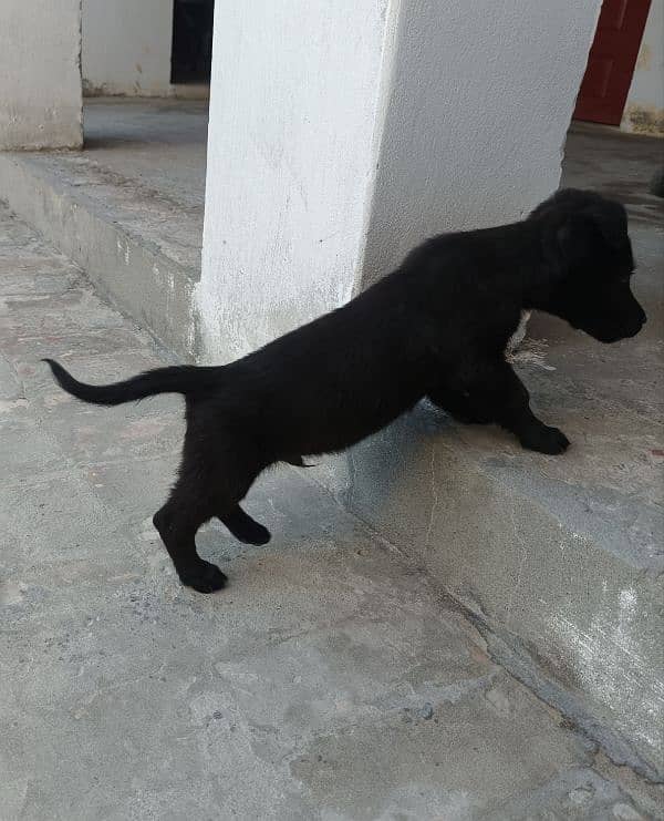 Labrador Retriever 2