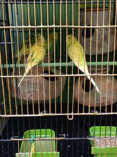 budgie 3 pair