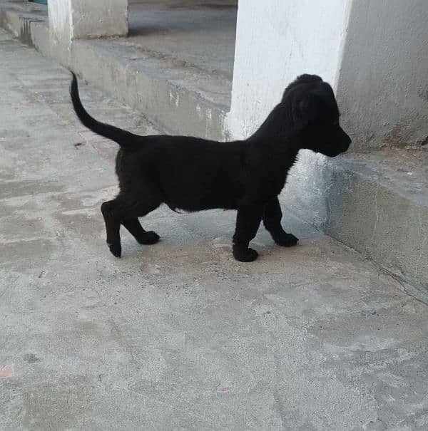 Labrador Retriever 3