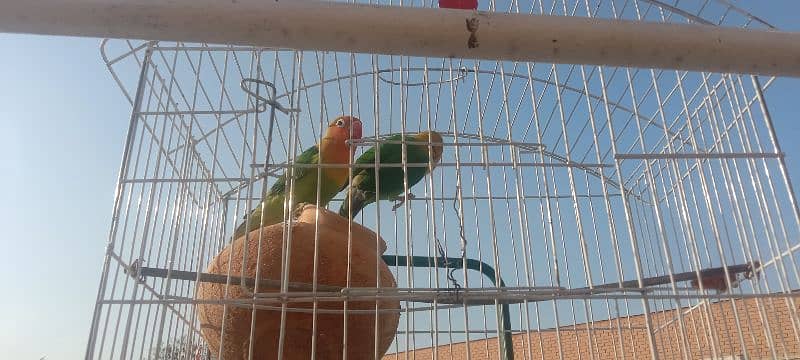 parrots for sale 0