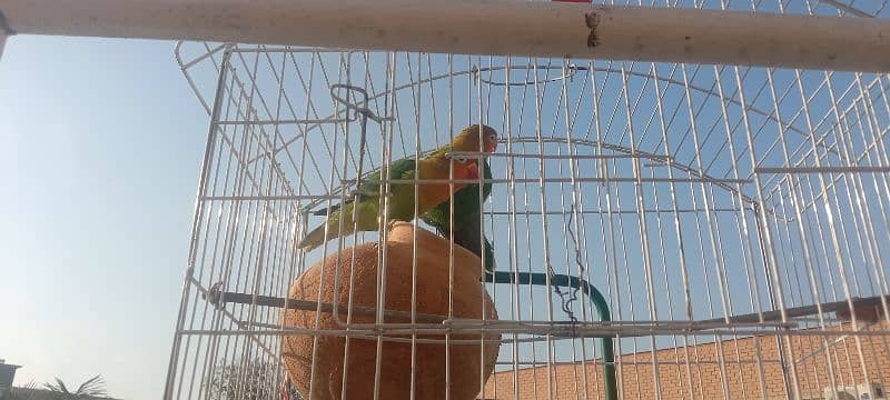 parrots for sale 1