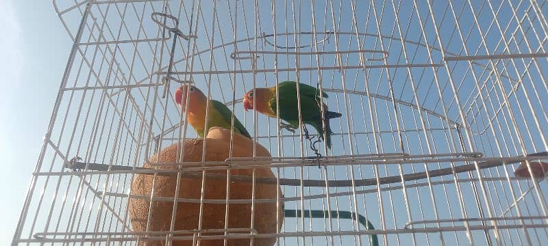 parrots for sale 2