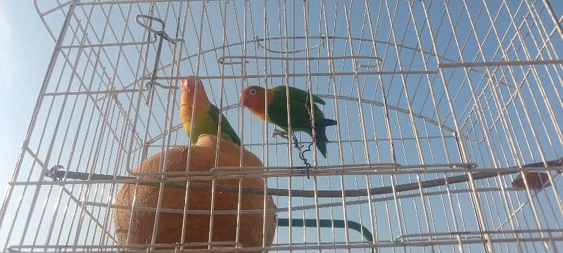 parrots for sale 3