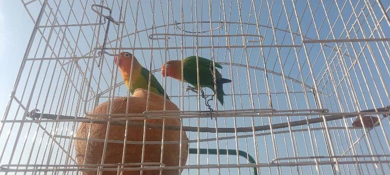 parrots for sale 4