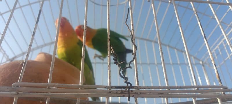 parrots for sale 5