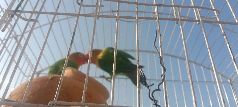 parrots for sale 6