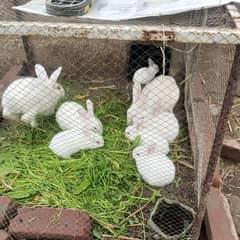 rabbits