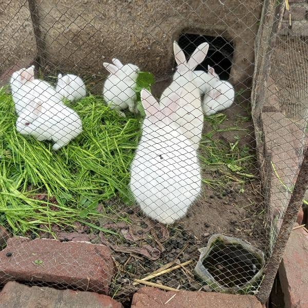 rabbits 2