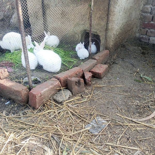 rabbits 3