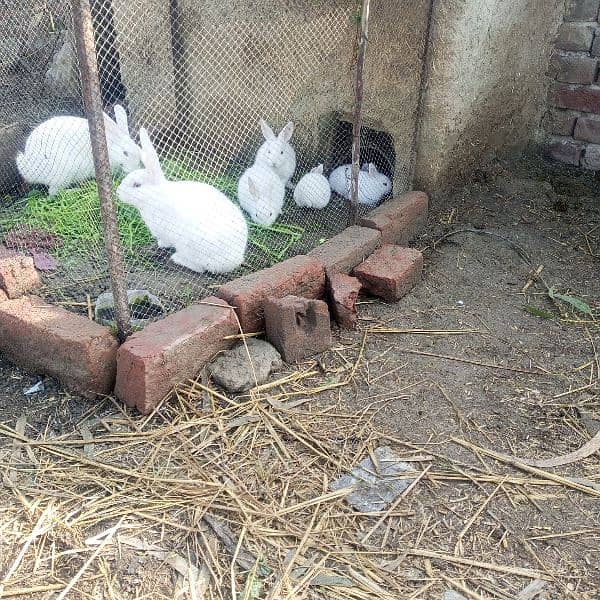 rabbits 7