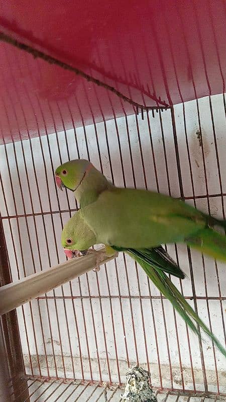 Breeder pair ready to bread Madi hand taim jumbo size healthy & active 1