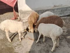 Turkey Domba balh breed for sale