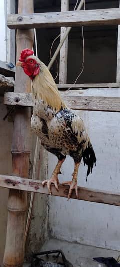 High Quality Jawa Aseel breeder male healthy and active