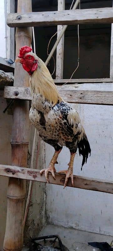 High Quality Jawa Aseel breeder male healthy and active 2