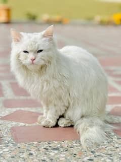 Persian Cat